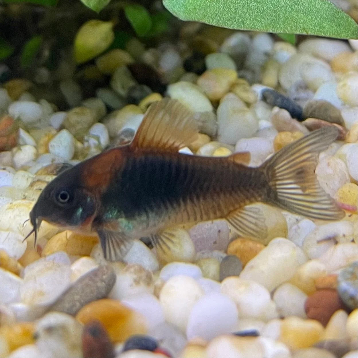CATFISH