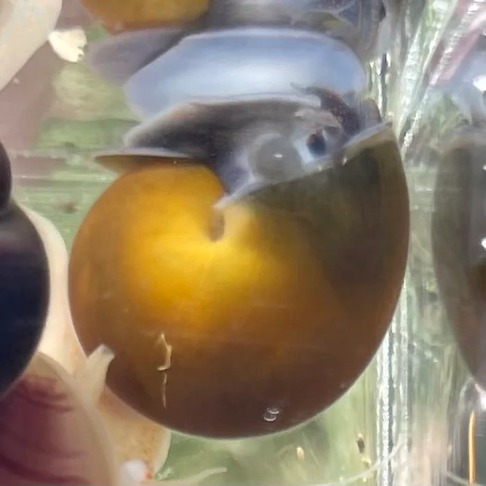 SNAILS