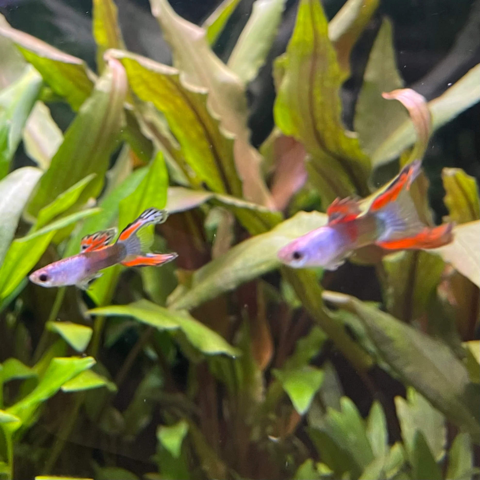 LIVEBEARERS